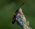 Close up spotted burnet moth