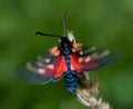 Close up spotted burnet moth