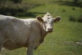 Close up of a spotted cow. in the background a herd of cows grazes in the meadow