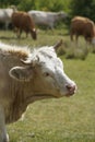 Close up of a spotted cow. in the background a herd of cows grazes in the meadow