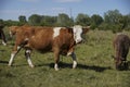 Close up of a spotted cow. in the background a herd of cows grazes in the meadow