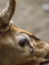 Close-Up of Spotted Deer Eye and Antler in Natural Light Royalty Free Stock Photo
