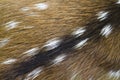 Close-up on spotted deer fur in Bardia, Nepal