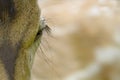 Close-up on a spotted deer head in Bardia, Nepal