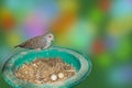 Close up of spotted dove in nest with two eggs Royalty Free Stock Photo