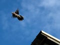 Close up Spotted Dove Soaring From The Roof Isolated on Blue Sky