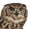 Close-up of a Spotted eagle-owl - Bubo africanus Royalty Free Stock Photo