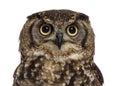 Close-up of a Spotted eagle-owl - Bubo africanus Royalty Free Stock Photo