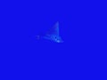 Close Up Spotted Eagle Ray in Deep Blue Ocean Royalty Free Stock Photo