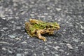 Close-up of a spotted green frog with yellow eyes on the asphalt Royalty Free Stock Photo