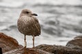 close-up of spotted gull with identification rings on its legs