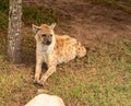 Close up of a spotted hyena Royalty Free Stock Photo