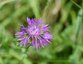 Spotted knapweed flower