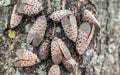 Close-up of Spotted Lanternflies on Tree