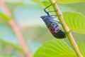 Spotted Lanternfly