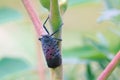 Spotted Lanternfly Royalty Free Stock Photo