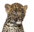 Close-up of a Spotted Leopard cub - Panthera pardu