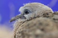 Close up of Spotted Necked Dove.