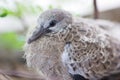 Close up of Spotted Necked Dove.