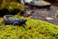 Spotted Salamander Royalty Free Stock Photo