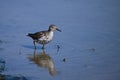 Spotted Sandpiper bird wading along shore Royalty Free Stock Photo