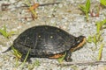 Spotted Turtle - Clemmys guttata Royalty Free Stock Photo