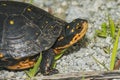 Spotted Turtle - Clemmys guttata Royalty Free Stock Photo