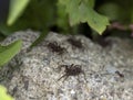 Close Up of a  Spotted Wolf Spider on Stone Royalty Free Stock Photo