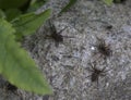 Close Up of a  Spotted Wolf Spider on Stone Royalty Free Stock Photo