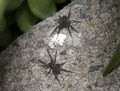 Close Up of a  Spotted Wolf Spider on Stone Royalty Free Stock Photo