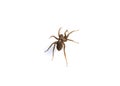 Close Up of a  Spotted Wolf Spider on White Background Royalty Free Stock Photo