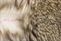 Close-up of spreading alpaca wool or fiber - Lama pacos