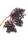 Close-up of sprig of black elderberry on white background Royalty Free Stock Photo