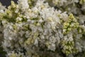 Close up of sprig of blooming white lilac