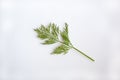 Close up of a sprig of Fresh Dill Anethum graveolens Royalty Free Stock Photo