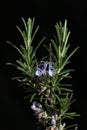 Close-up of a sprig of rosemary with two small purple flowers still growing. The background is dark. The image is in portrait Royalty Free Stock Photo