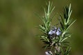Close-up of a sprig of rosemary with two small purple flowers still growing. The background is green. The image is in landscape Royalty Free Stock Photo
