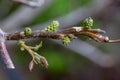 Close-up of sprig of walnut in early spring. Green buds and recently opened young small leaves of walnut tree on natural Royalty Free Stock Photo