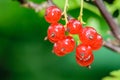 Close-up sprigs of ripe red currants on a blurred green background