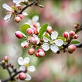 Spring Apple Blossom Flowers And Buds