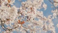 Spring Background With Delicate Flowers. Blossoming Branch Of Plum.