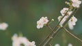 Spring Background With Delicate Flowers. Blossoming Branch Of Plum.