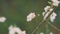 Spring Background With Delicate Flowers. Blossoming Branch Of Plum.