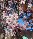 Close up Spring blooming appel tree.