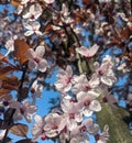 Close up Spring blooming appel tree.