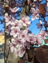 Close up Spring blooming appel tree. Royalty Free Stock Photo