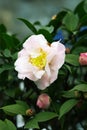 Close-up of spring blooming camellia with light pink petals and yellow stamens Royalty Free Stock Photo