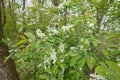 Close up of Spring-blooming Dirty Tree, Rhamnus frangula, Frangula alnus,