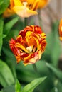 Close-up of of spring-blooming red-yellow tulip flower in the garden. Royalty Free Stock Photo