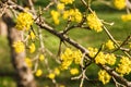 Close up spring blooming tree branch with yellow flowers over blue clear sky in midday Royalty Free Stock Photo